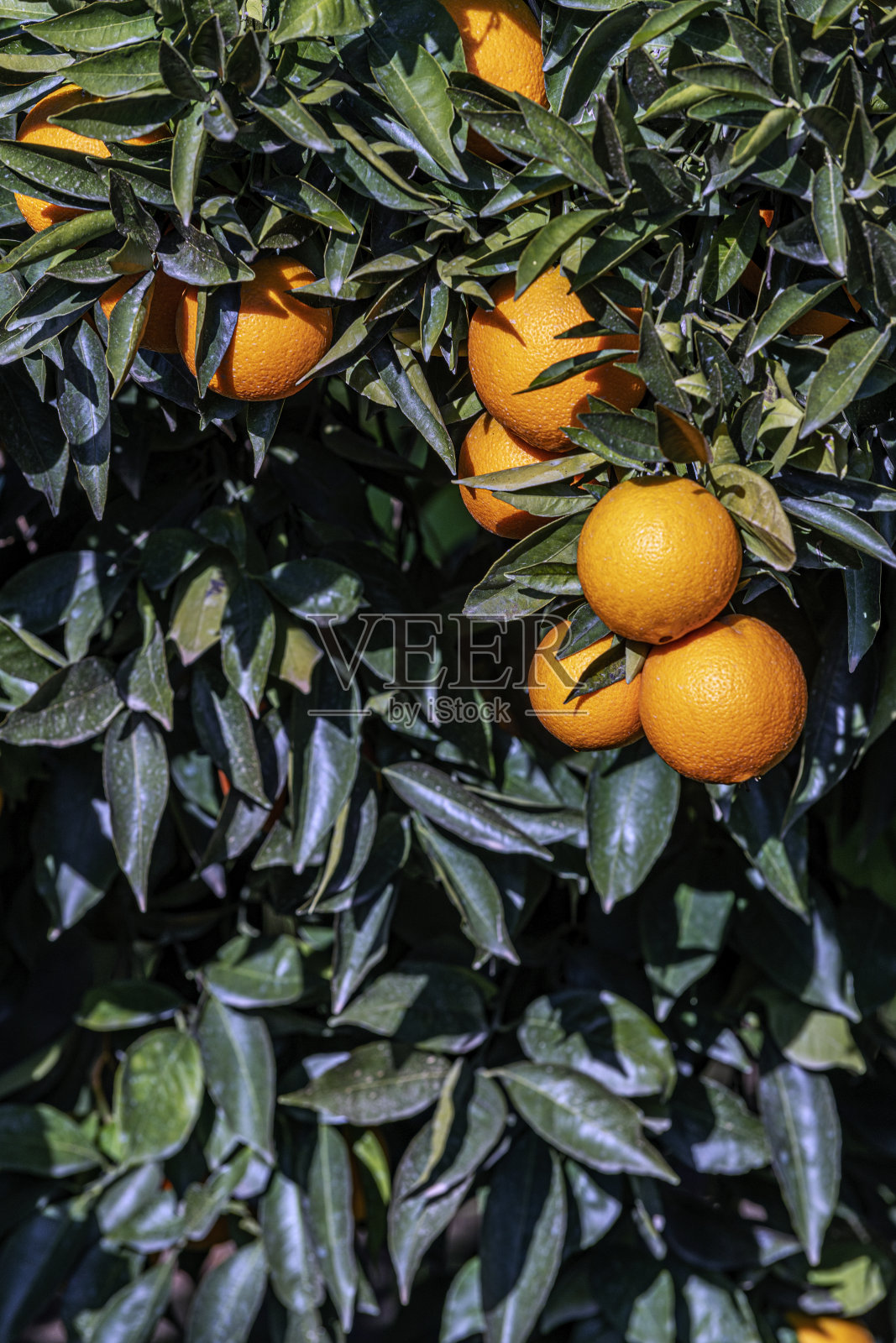 树上挂满了新鲜的橘子照片摄影图片