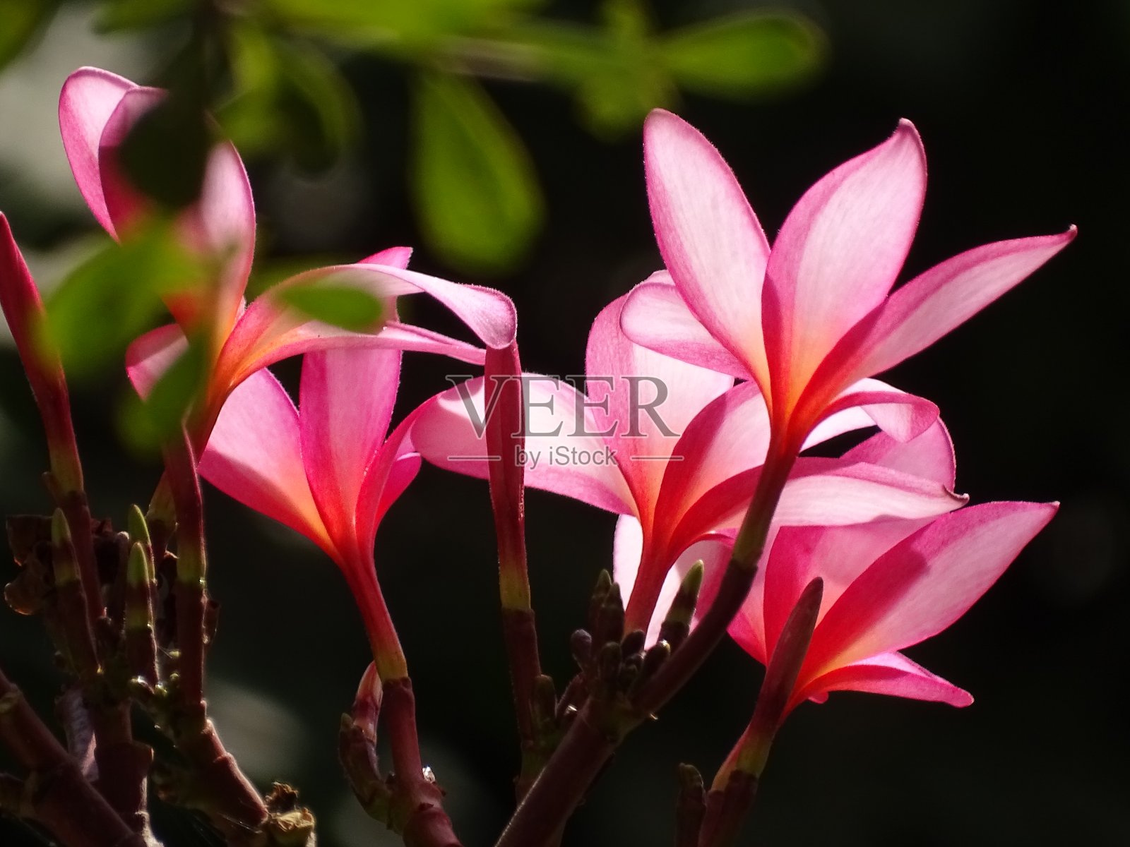 植物的模式照片摄影图片