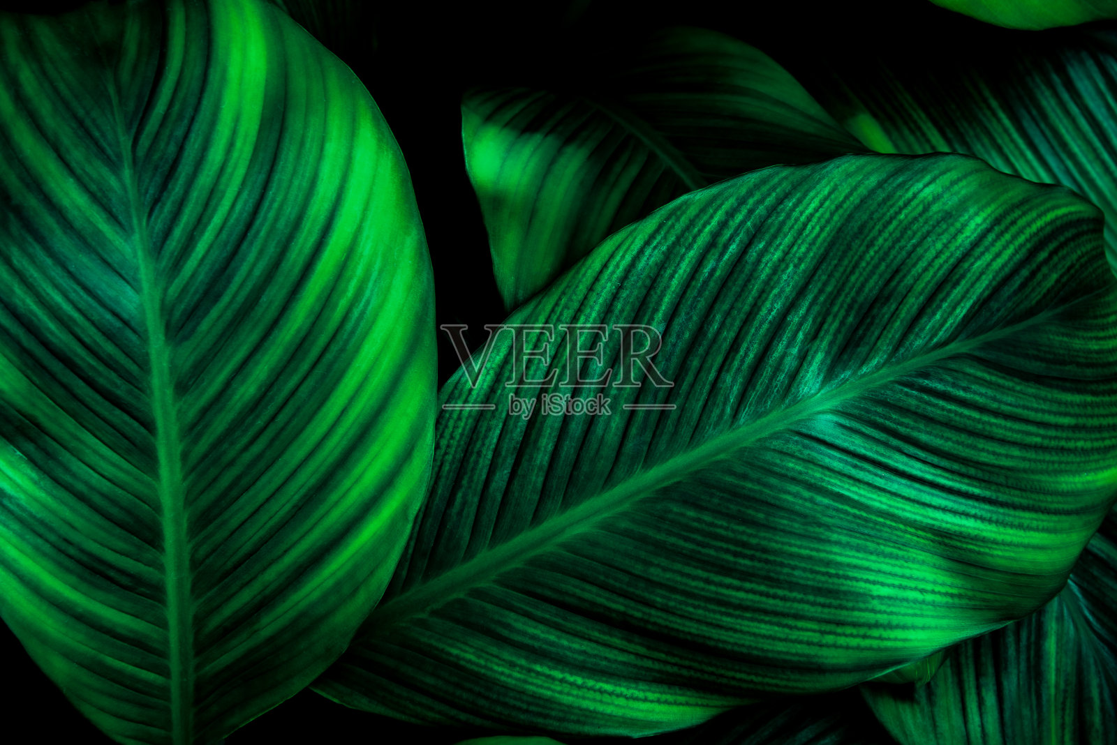 近距离的抽象绿叶纹理自然背景热带叶片照片摄影图片