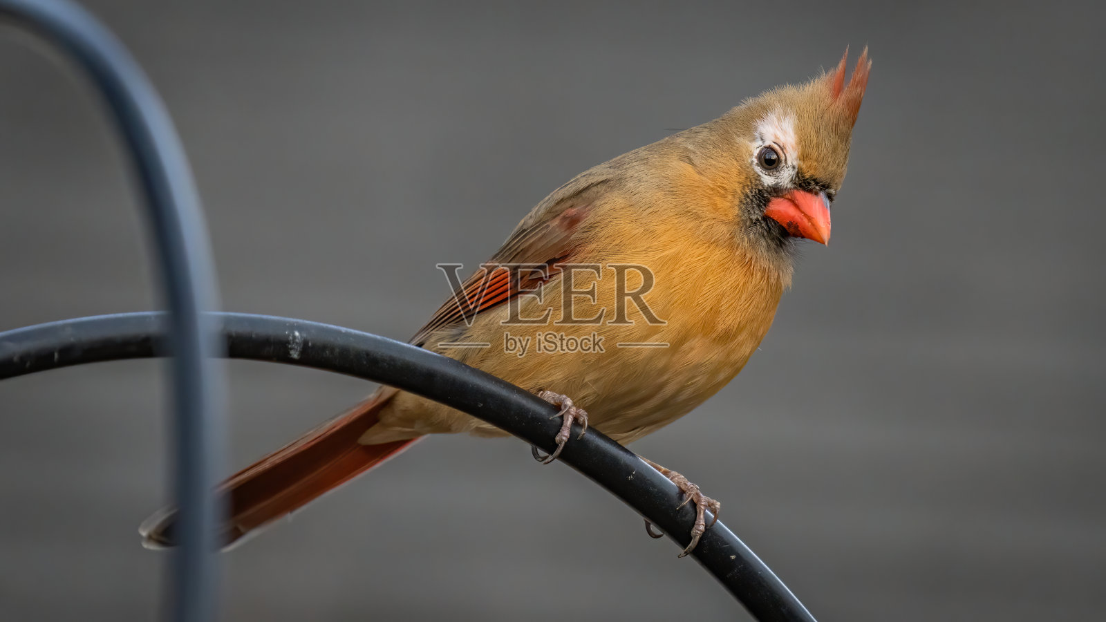 雌红衣主教在栖木上换羽照片摄影图片