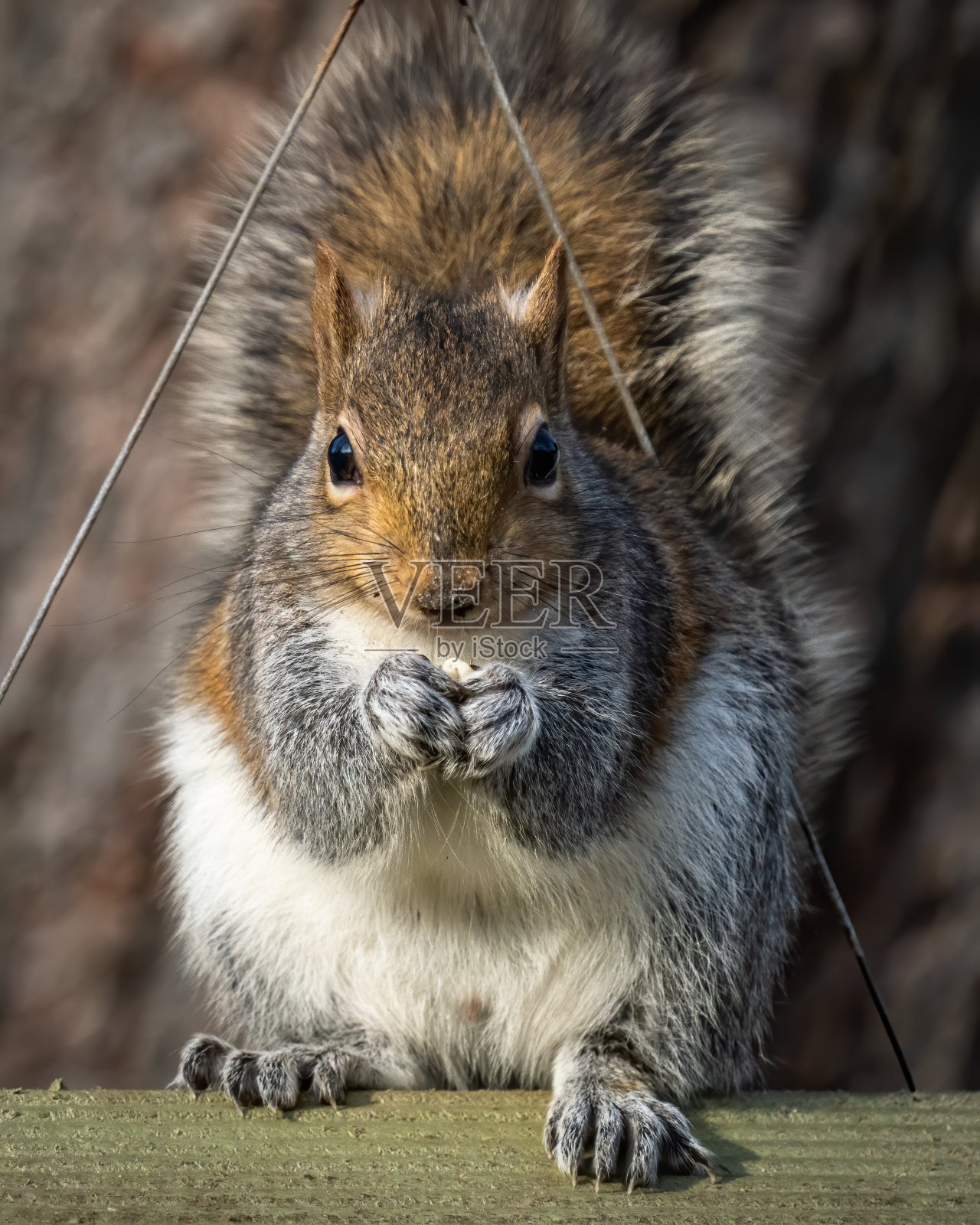 松鼠在树枝上吃坚果照片摄影图片
