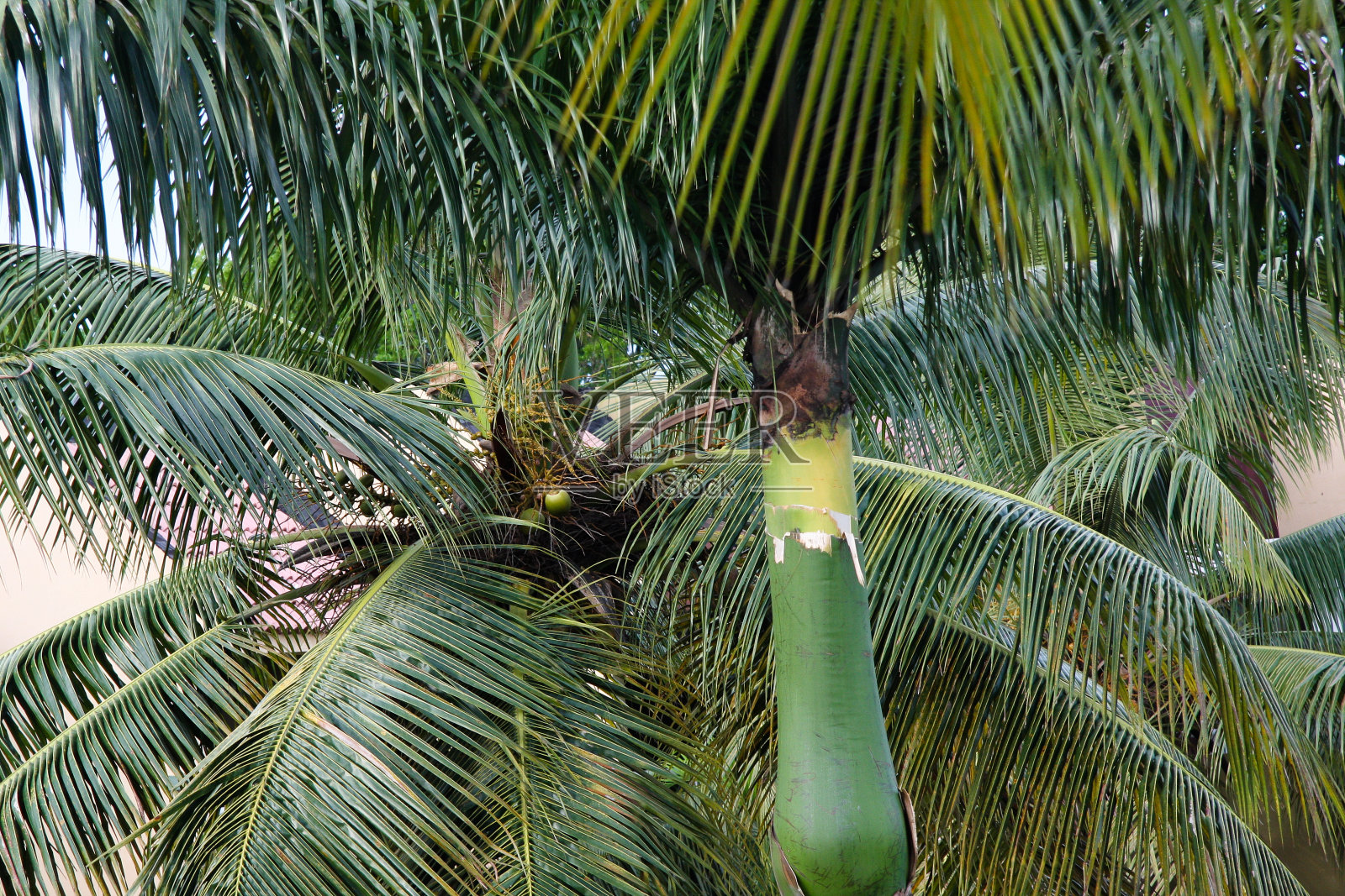 热带海滩上的椰子树。照片摄影图片