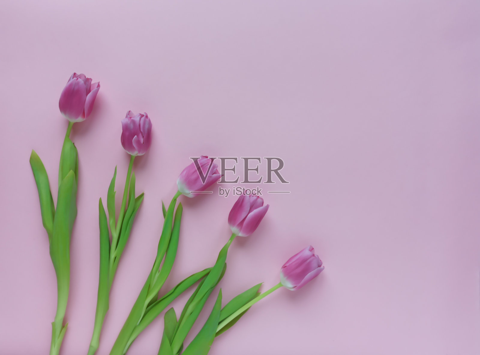 祝贺的概念,是对女人的赞美。柔和的粉红色背景上的一束粉红色。照片摄影图片