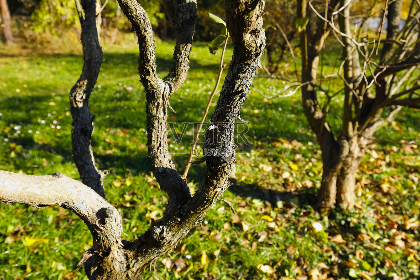 公园里的树长在草坪上照片摄影图片