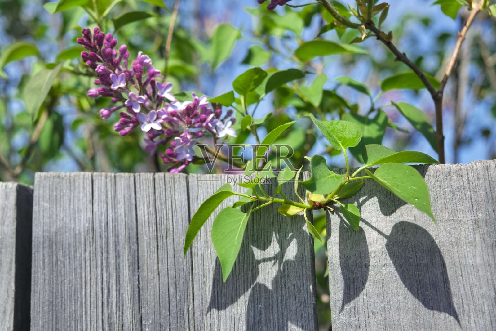 丁香枝在花园里盛开。春天盛开的紫丁香花丛。春天丁香花的特写模糊的背景。照片摄影图片
