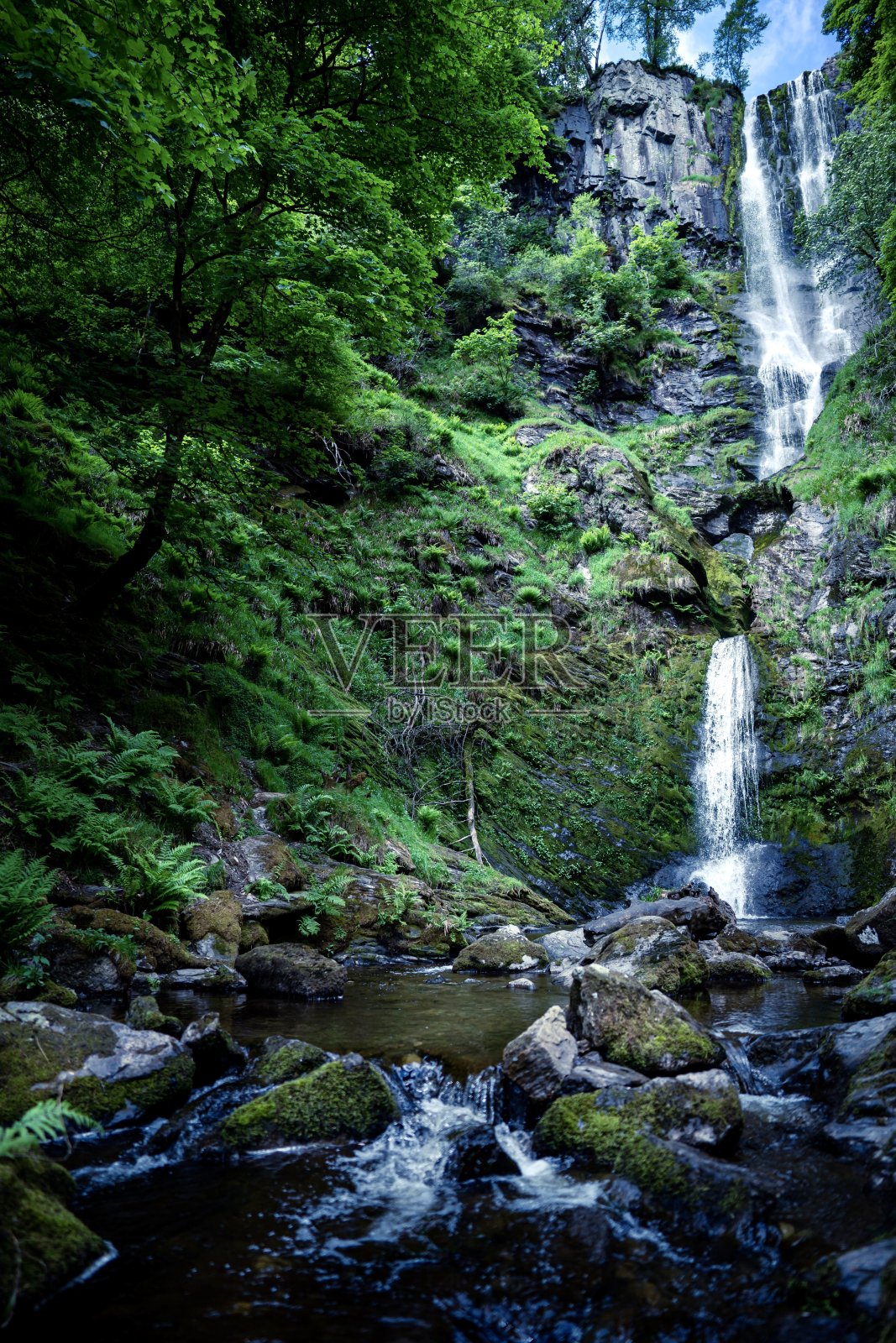 皮斯蒂尔·雷亚德照片摄影图片