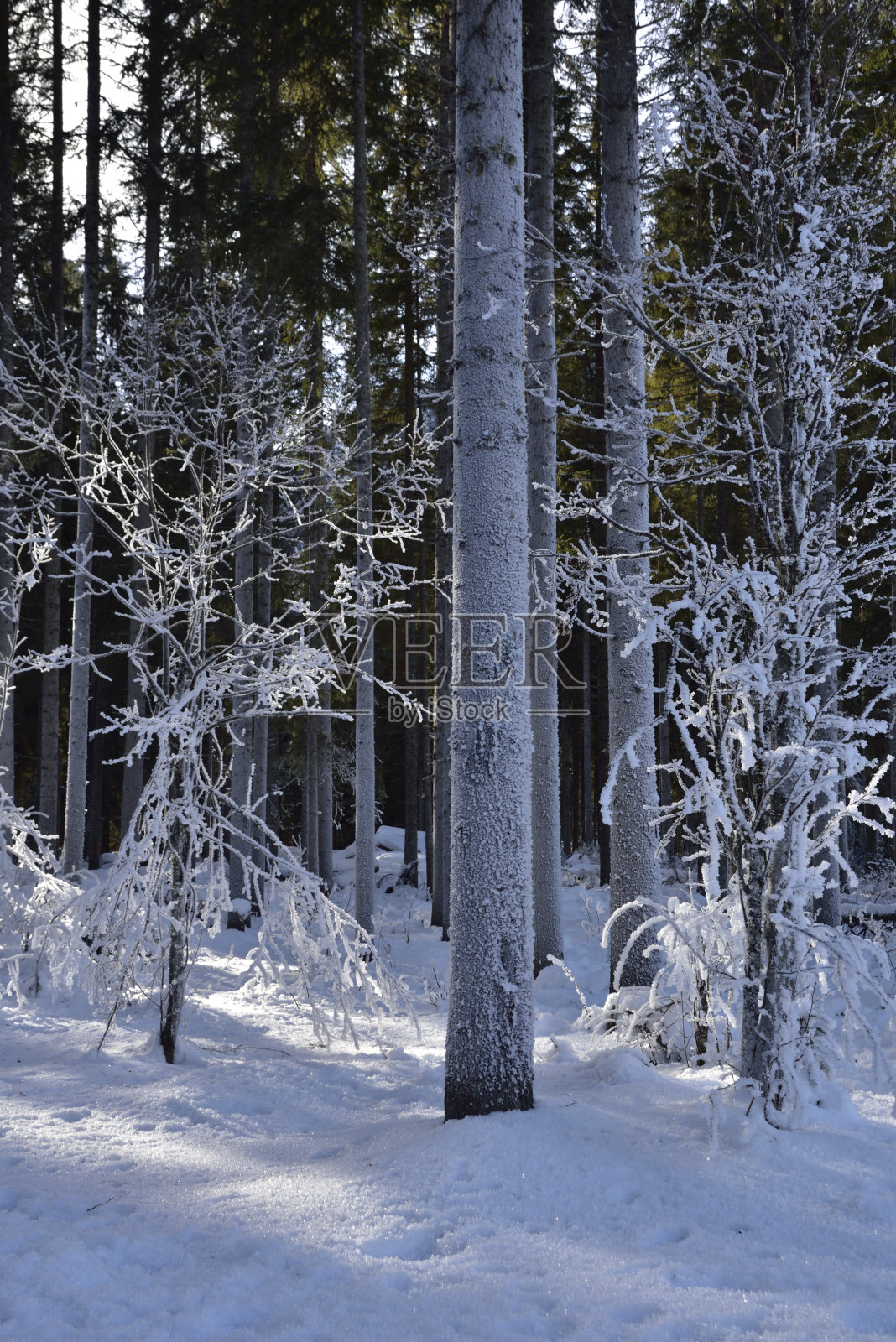 意大利圣斯特凡诺迪卡多雷,白云石山脉的雪山森林照片摄影图片