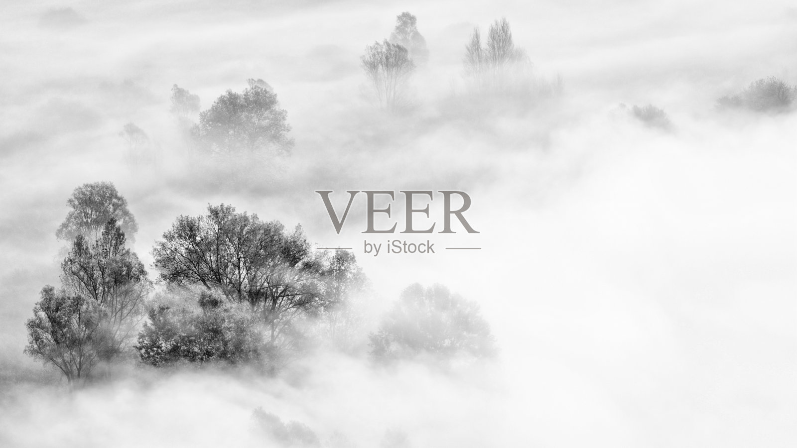 有树和雾的艺术景观照片摄影图片