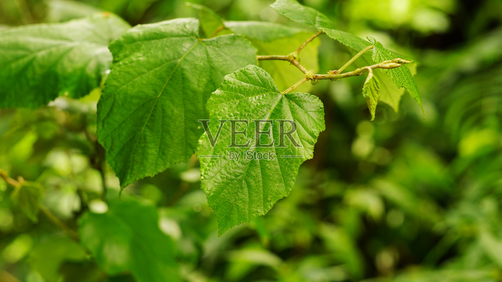 椴树属礼貌照片摄影图片