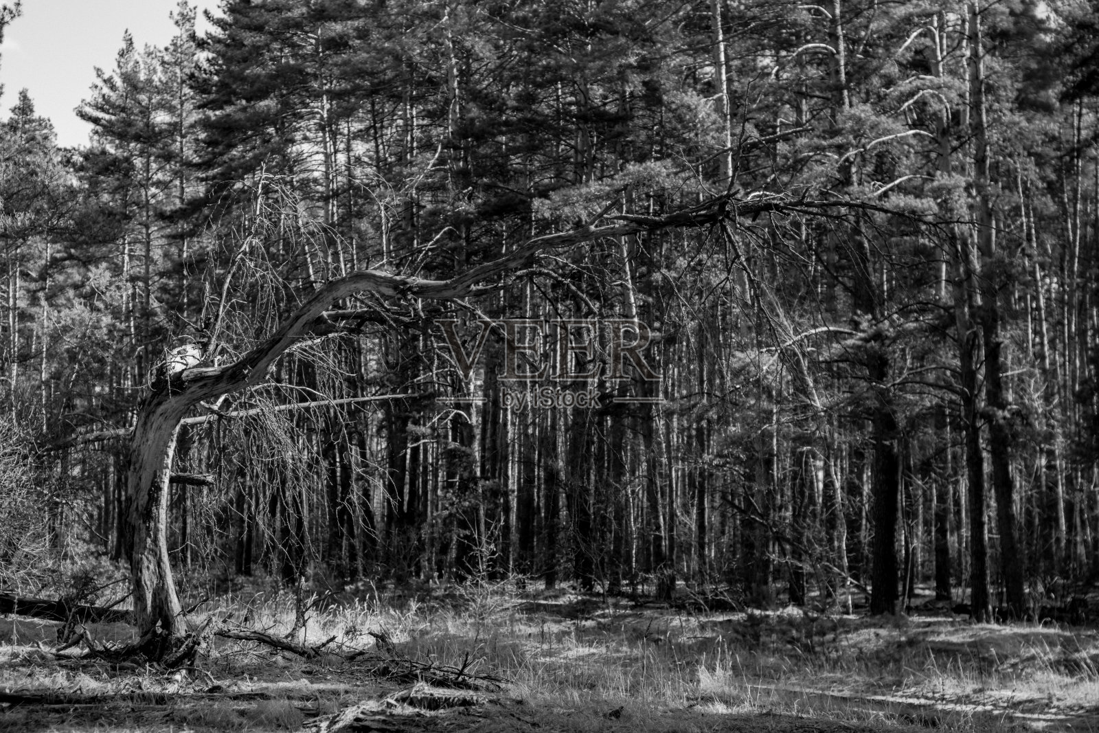 森林里有一棵黑白花的枯树,枝干粗大照片摄影图片