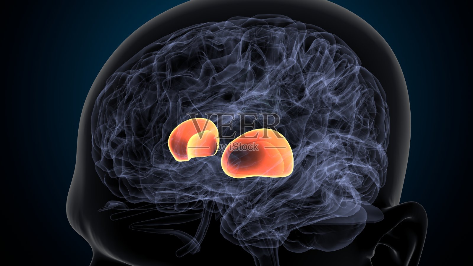 人脑内囊解剖三维图。照片摄影图片