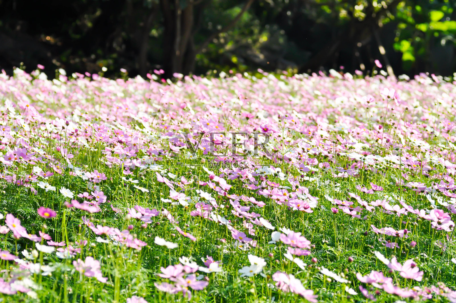 波斯菊或墨西哥波斯菊照片摄影图片