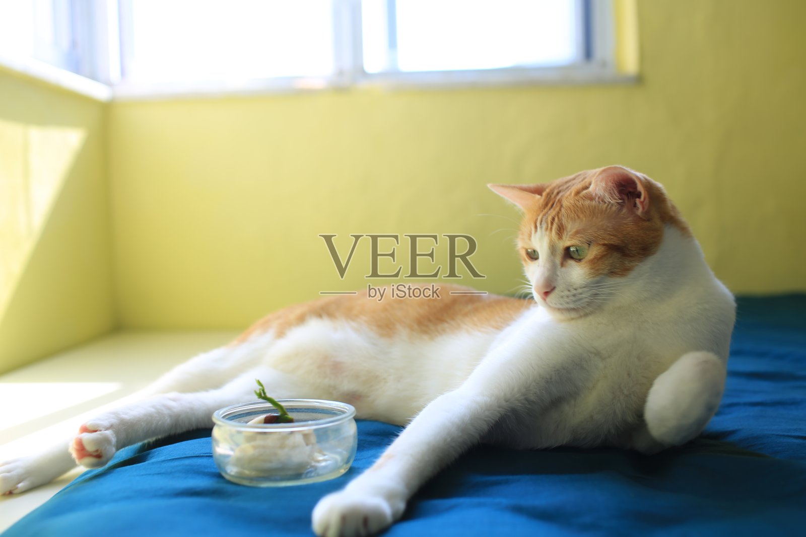 猫躺着,看着盆栽植物照片摄影图片