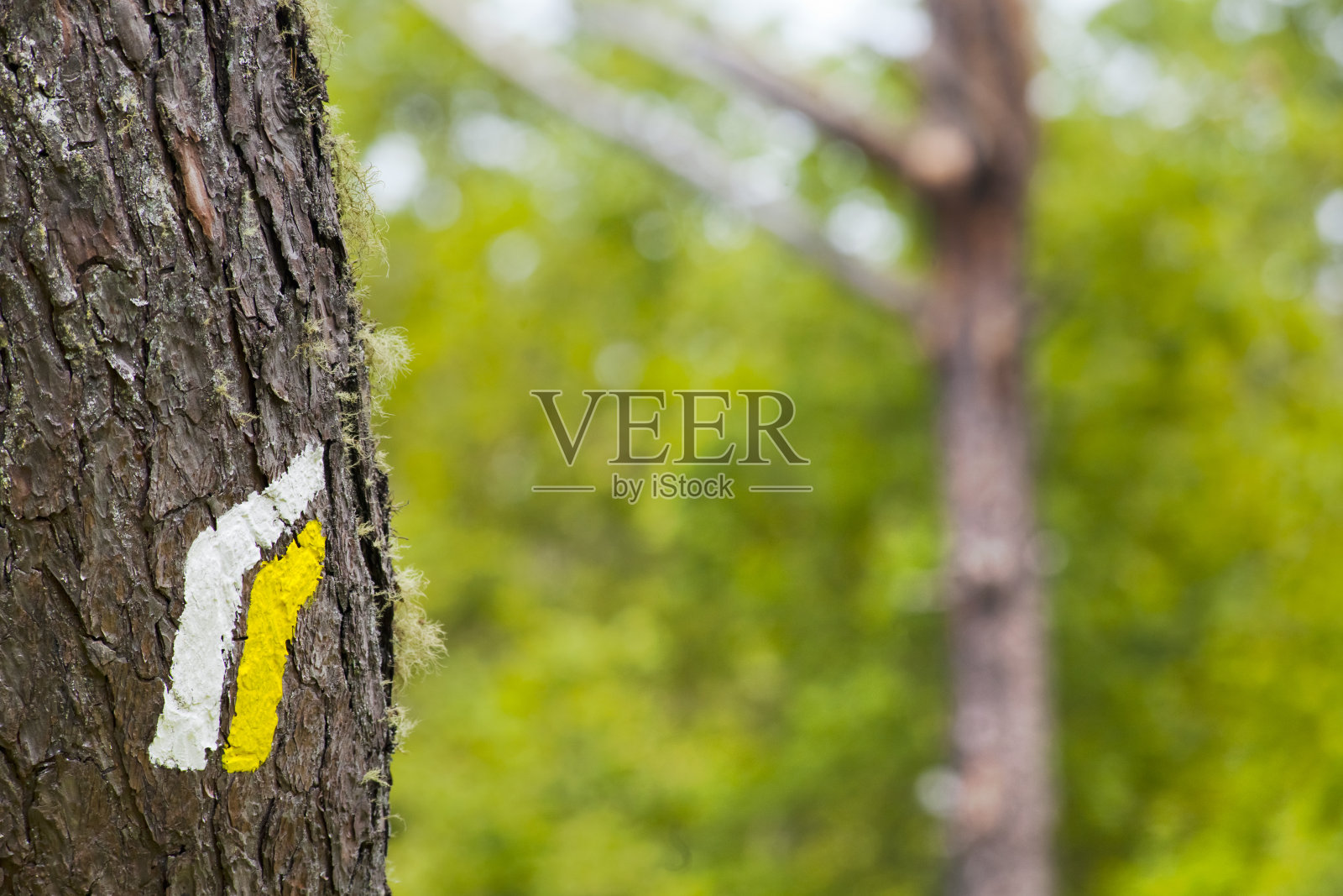 在松树皮和风景上绘有航线偏离标志。照片摄影图片