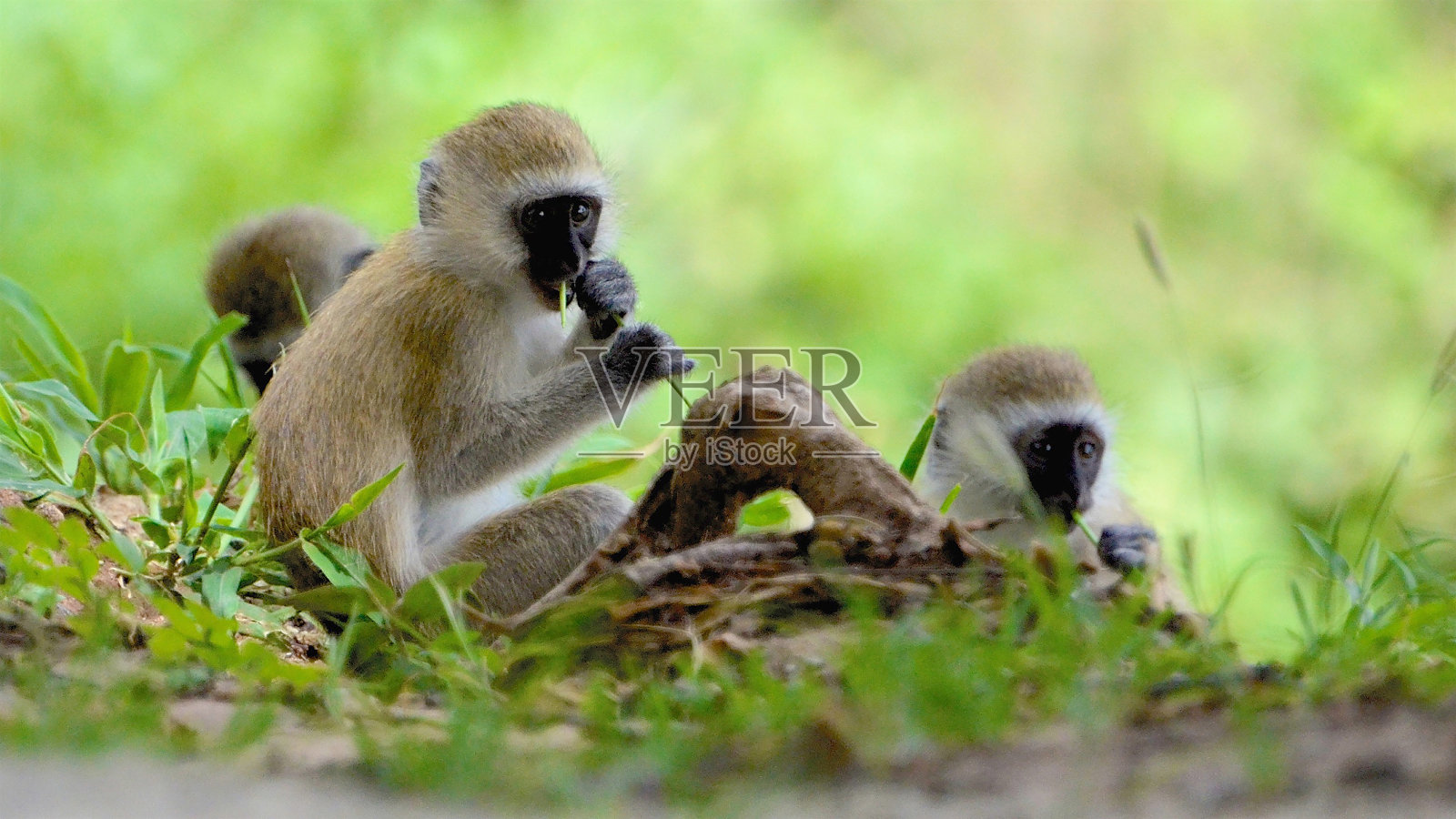 三只好奇的长尾猴照片摄影图片