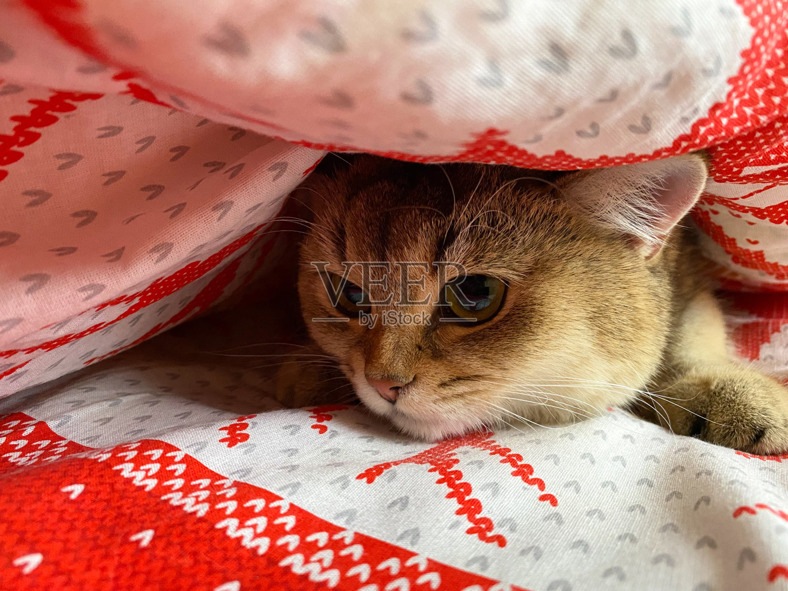 绿眼英国短毛金色栗鼠NY25躺在毯子下面照片摄影图片