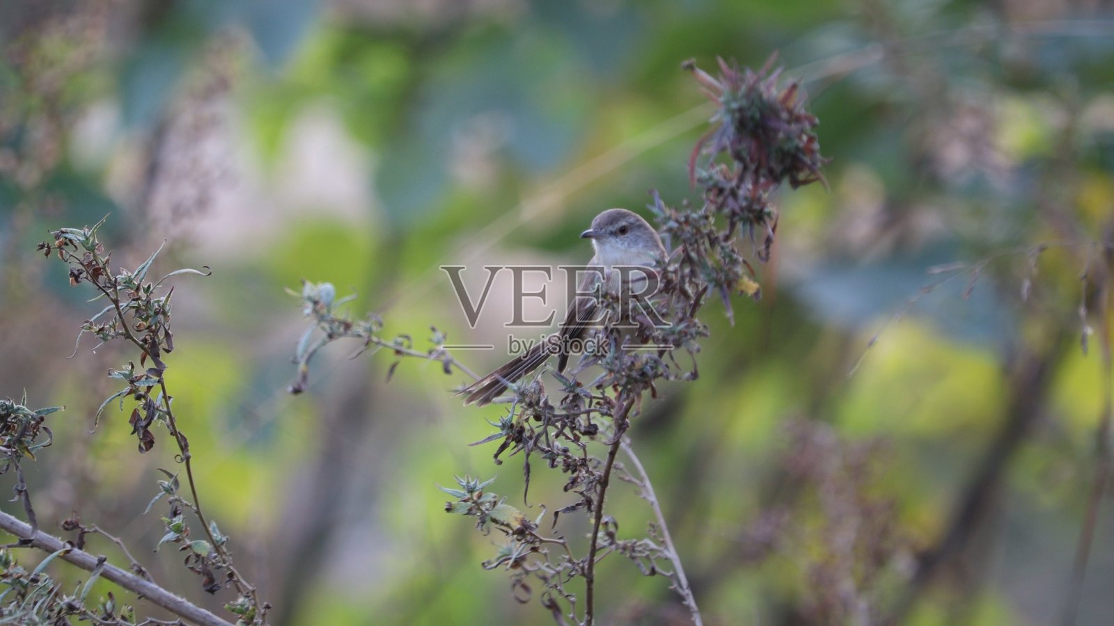 鸟照片摄影图片