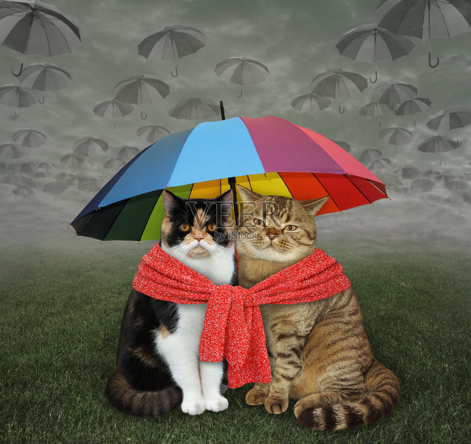 在伞下热恋的猫照片摄影图片