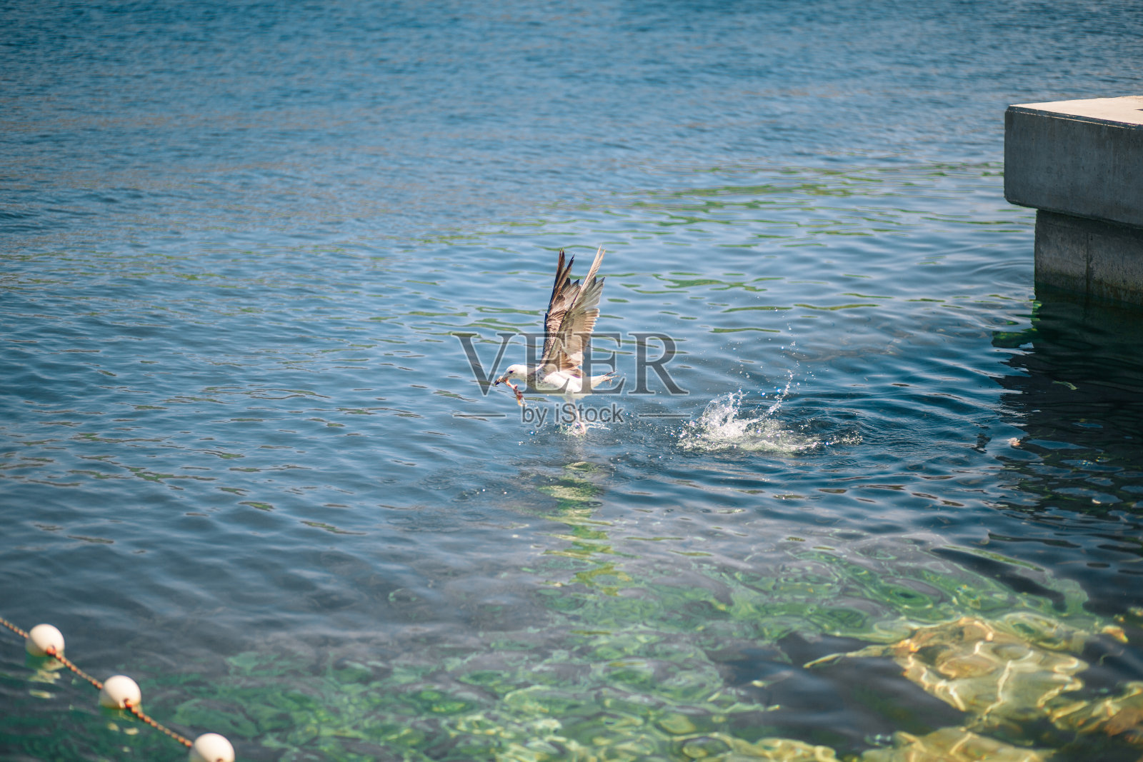 海鸥和自由照片摄影图片