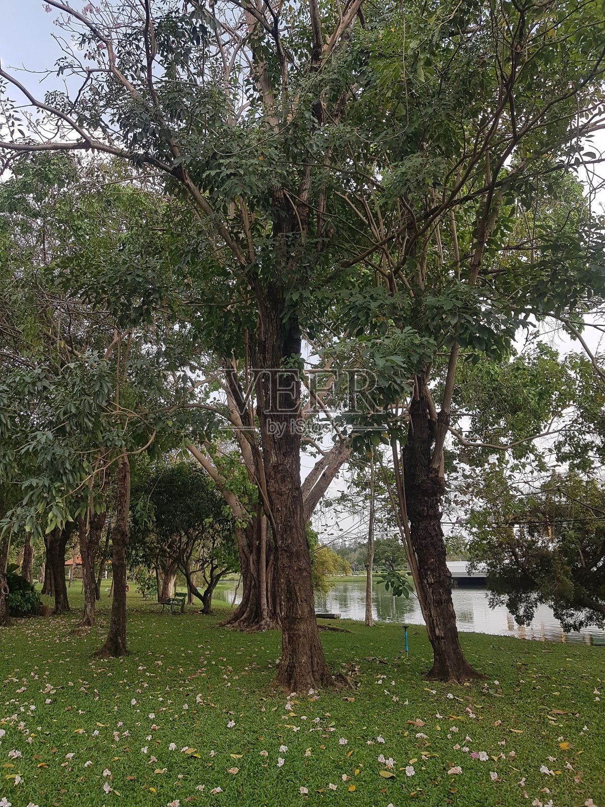 美丽明亮的曼谷花园照片摄影图片