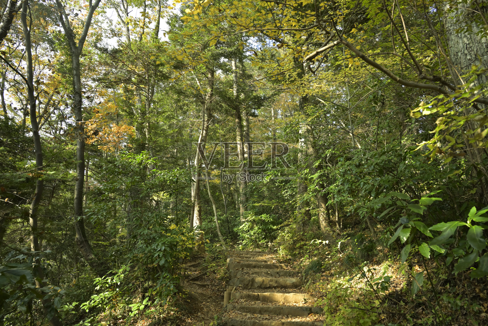 日本东京高雄山(2021年12月)照片摄影图片