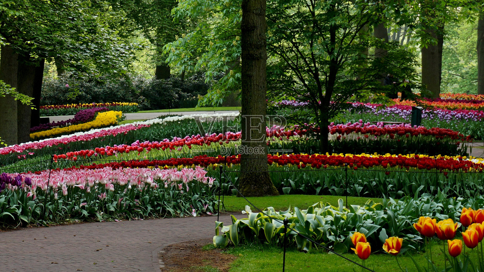 有几个郁金香花圃的植物园照片摄影图片