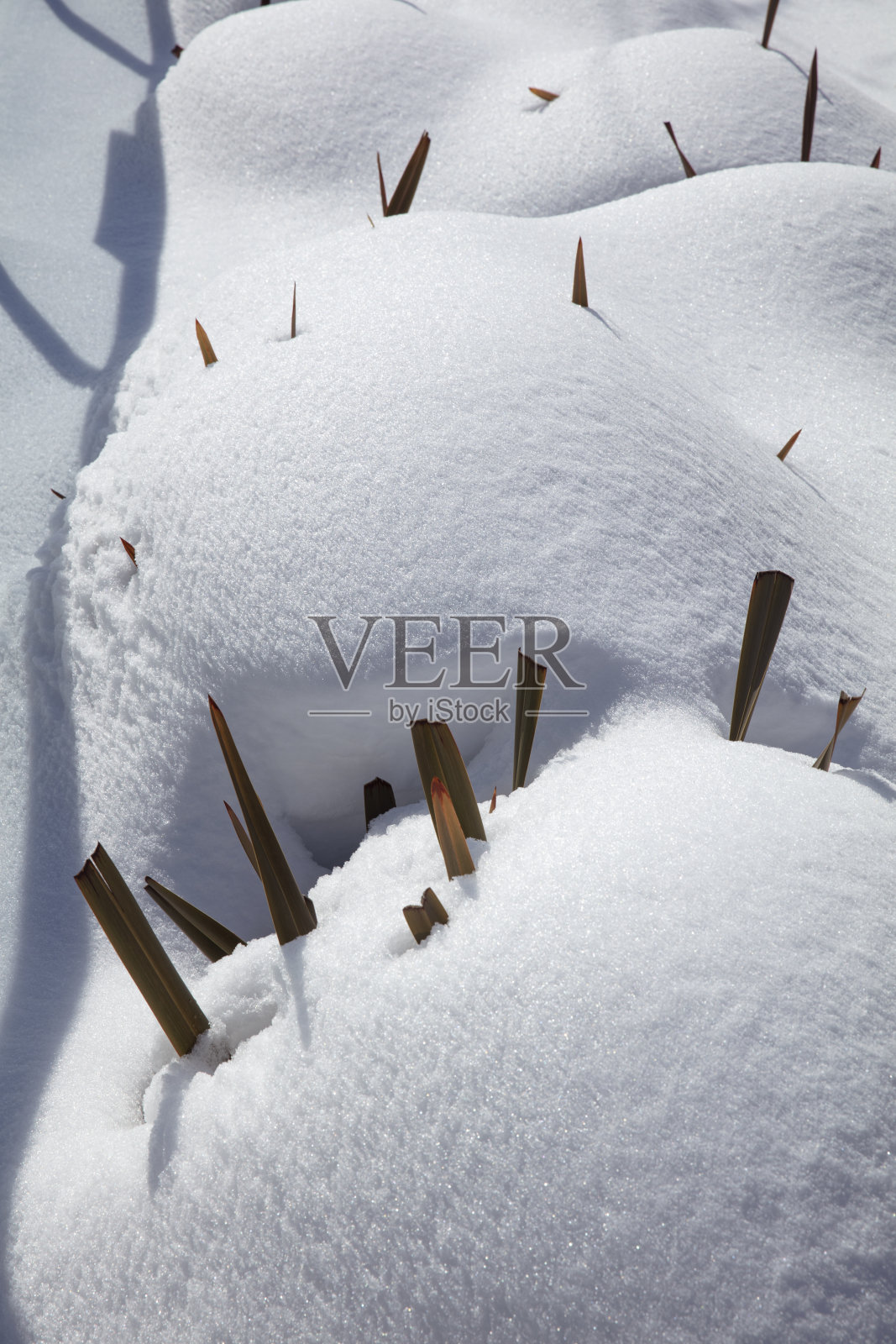 干燥的植物在雪的背景照片摄影图片