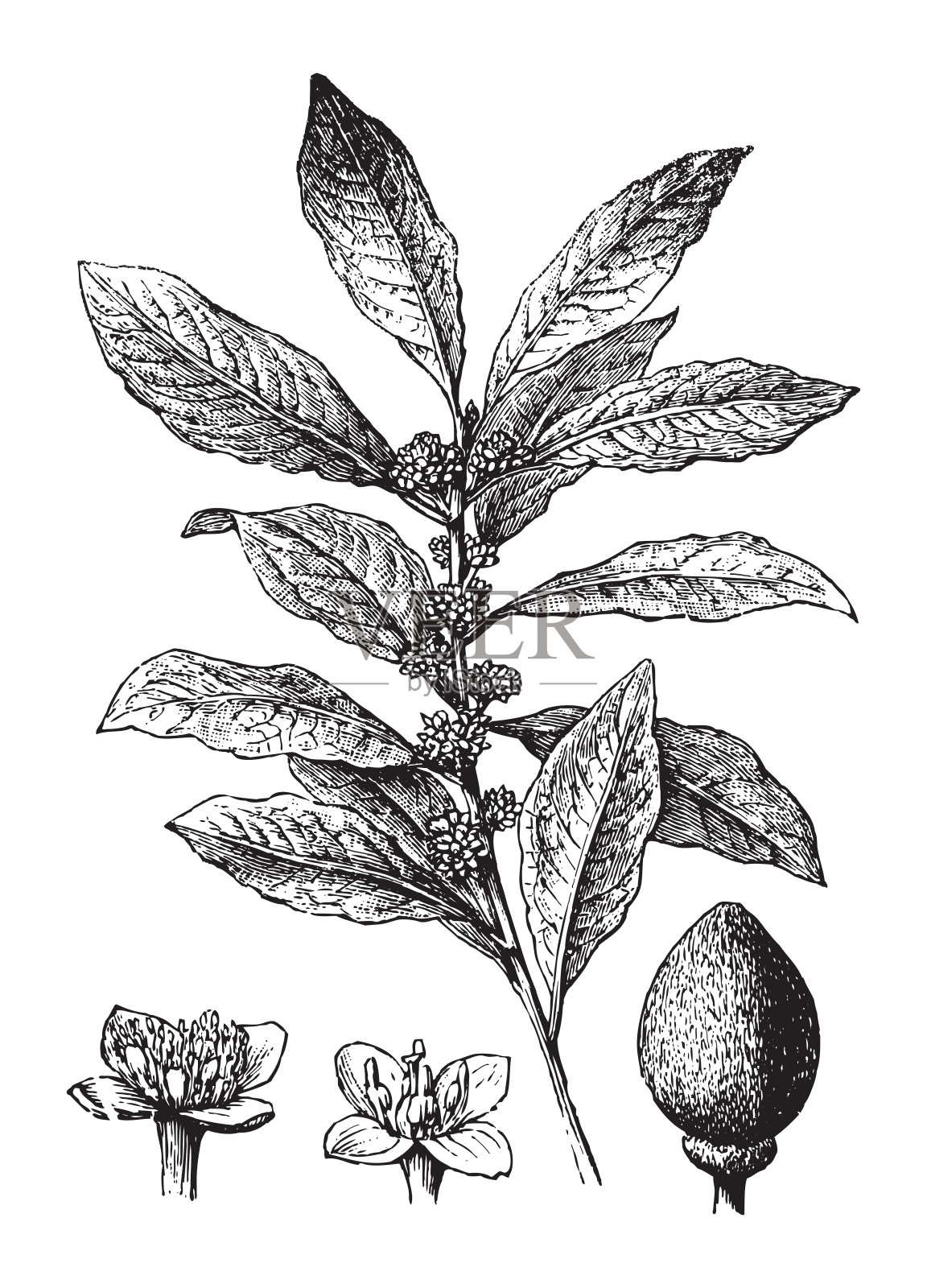 月桂(桂冠)-复古插画插画图片素材