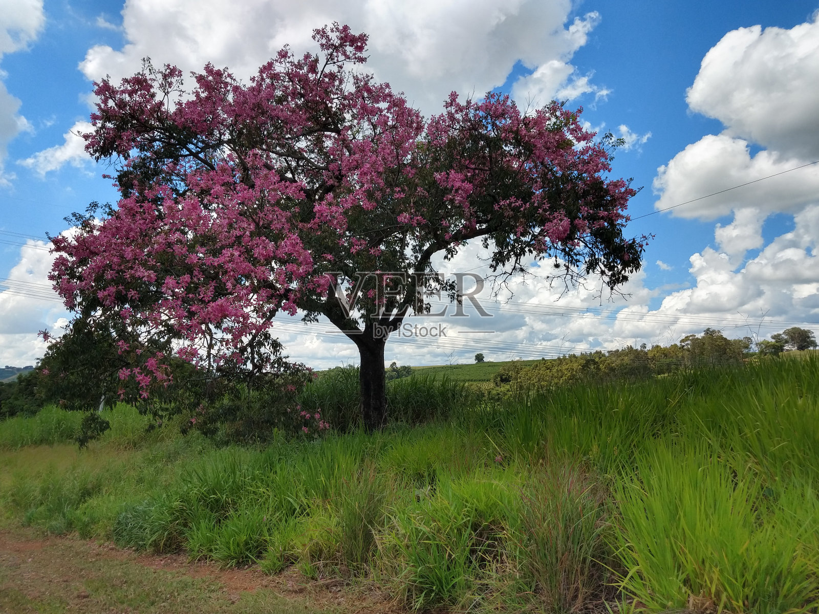 树3照片摄影图片