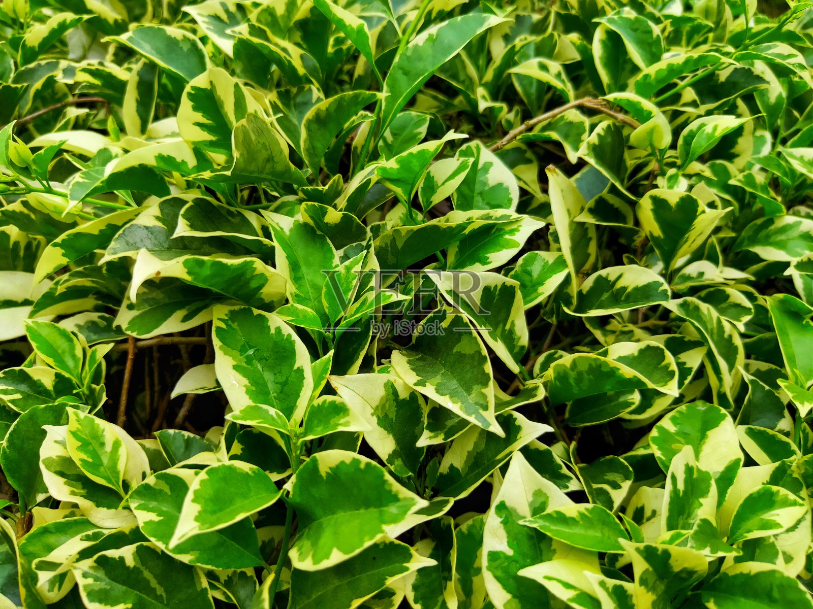 花照片摄影图片