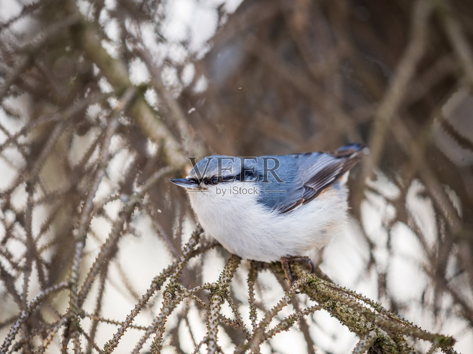 欧亚的五子鸟或木五子鸟。Sitta europaea,坐在树枝上,背景模糊。照片摄影图片