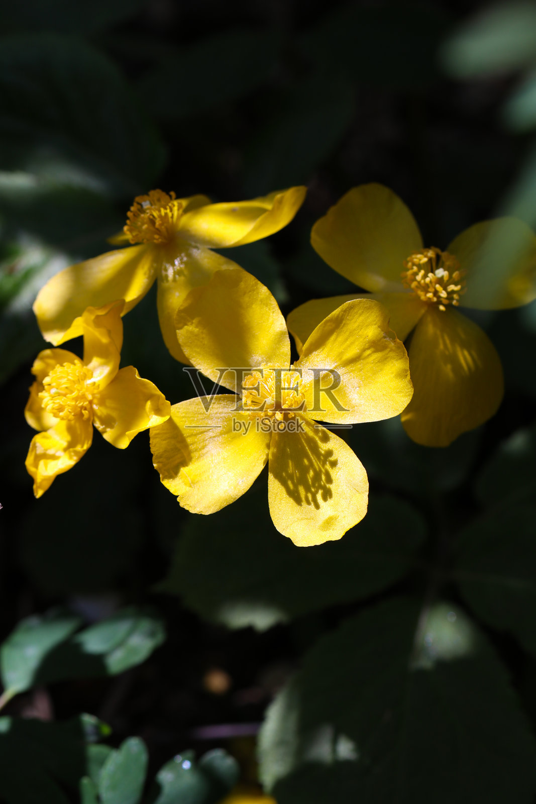 日本山花“金花”。照片摄影图片