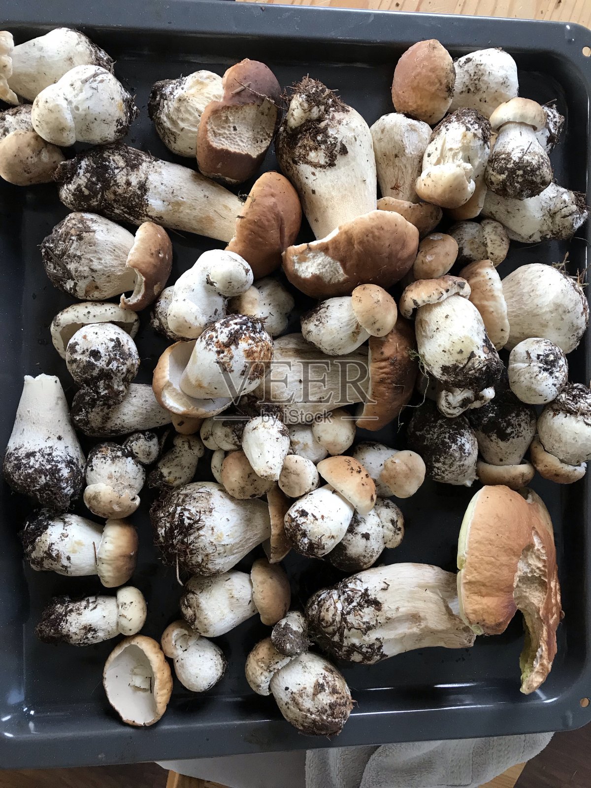 蘑菇照片摄影图片