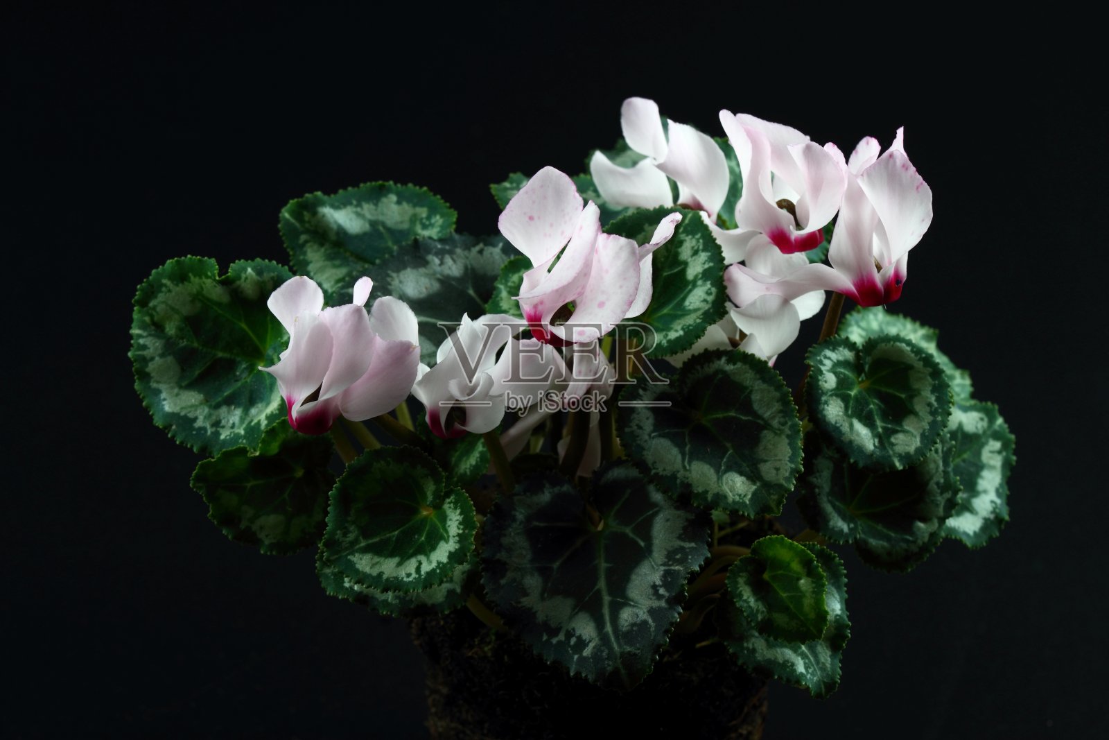 粉红色的仙客来花从右边点燃。照片摄影图片