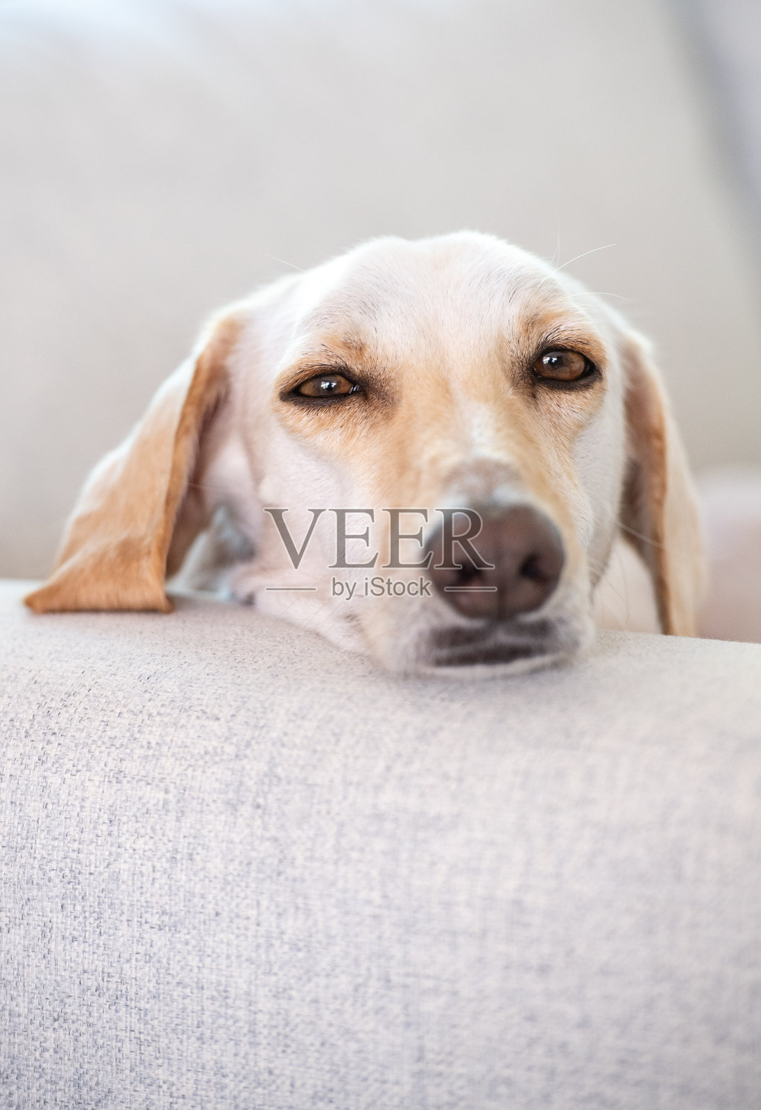 躺在沙发上放松照片摄影图片