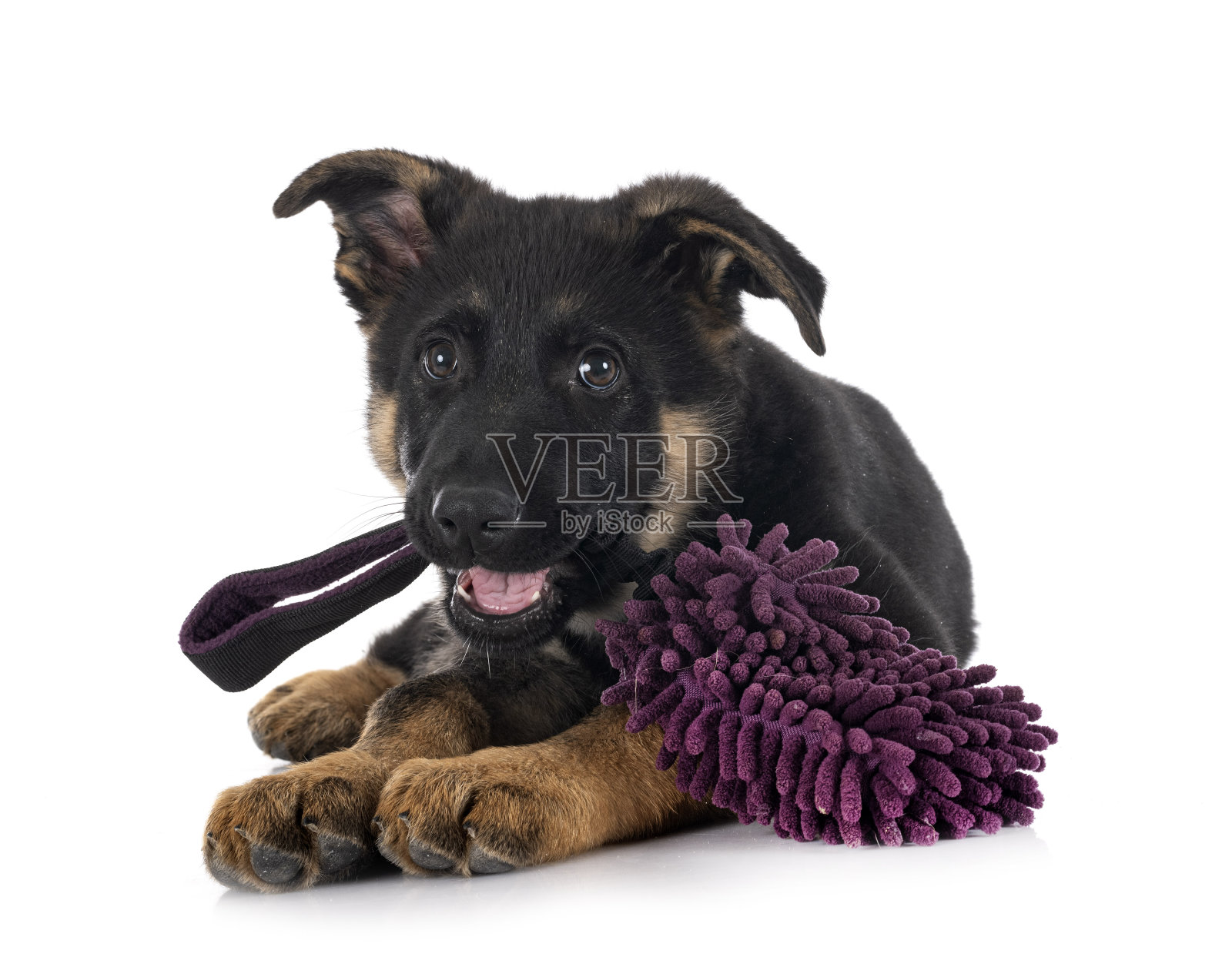 小狗德国牧羊犬和玩具照片摄影图片