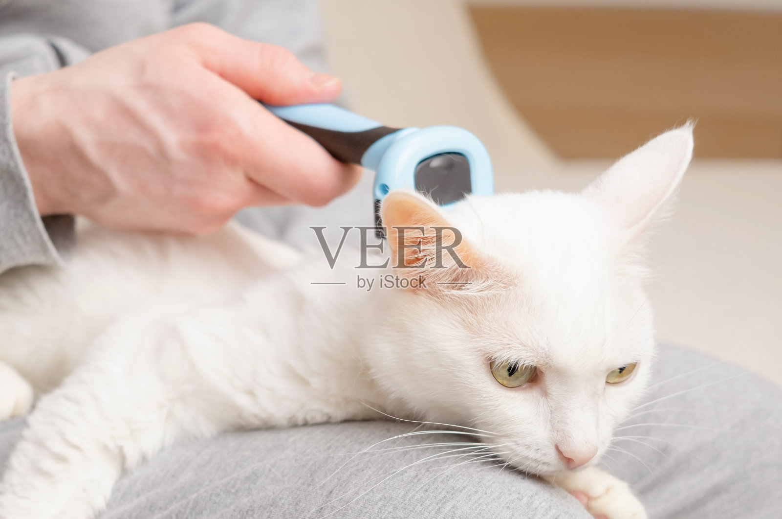 猫照片摄影图片