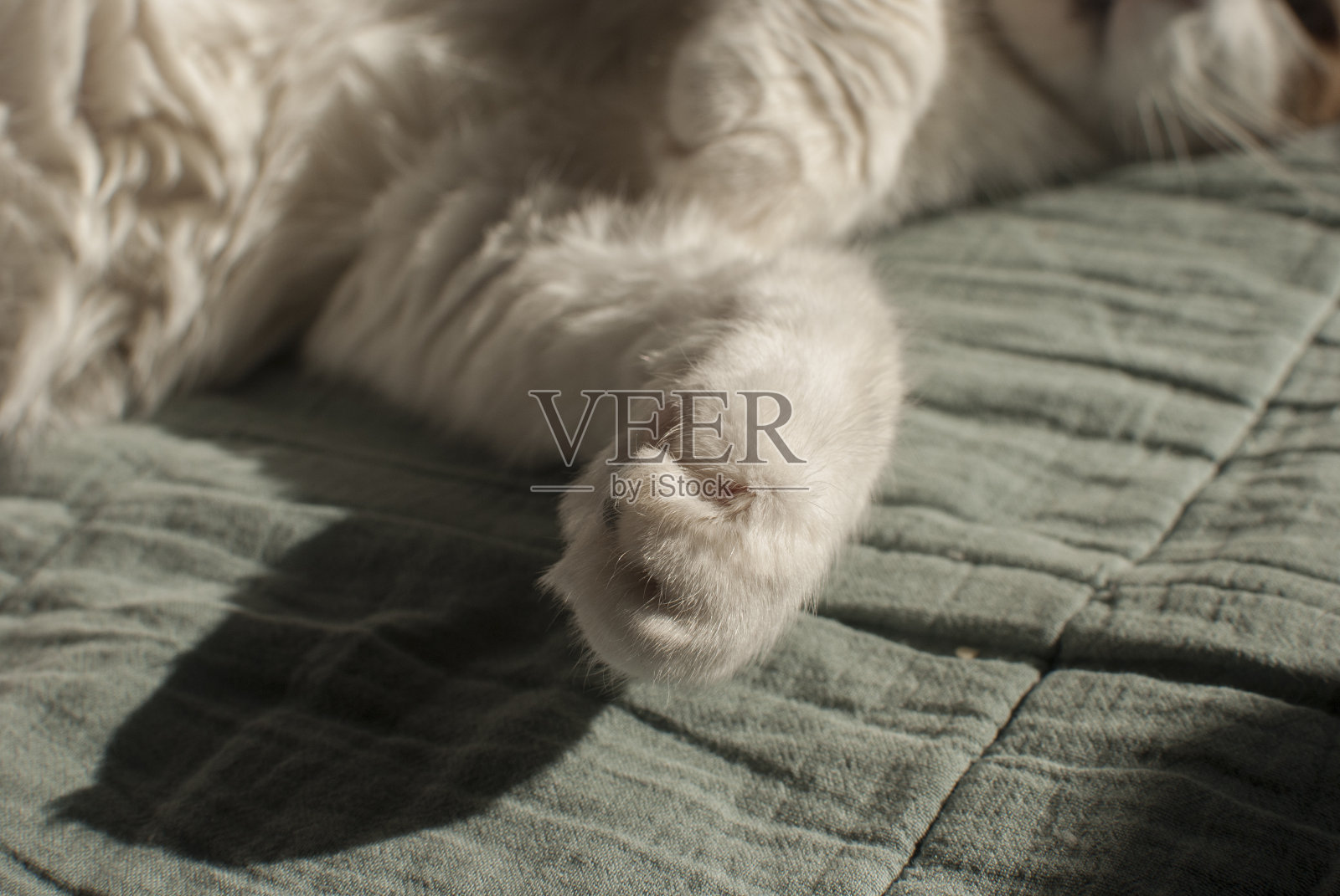猫垫爪子特写照片摄影图片