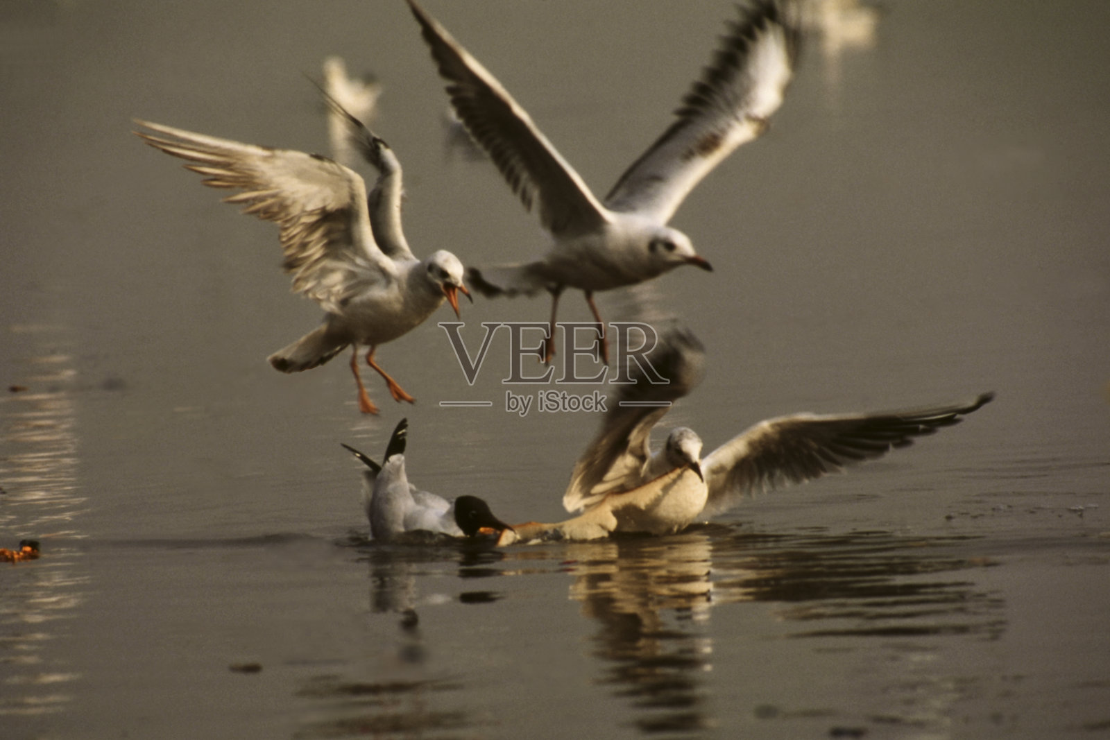 海面上的海鸥照片摄影图片