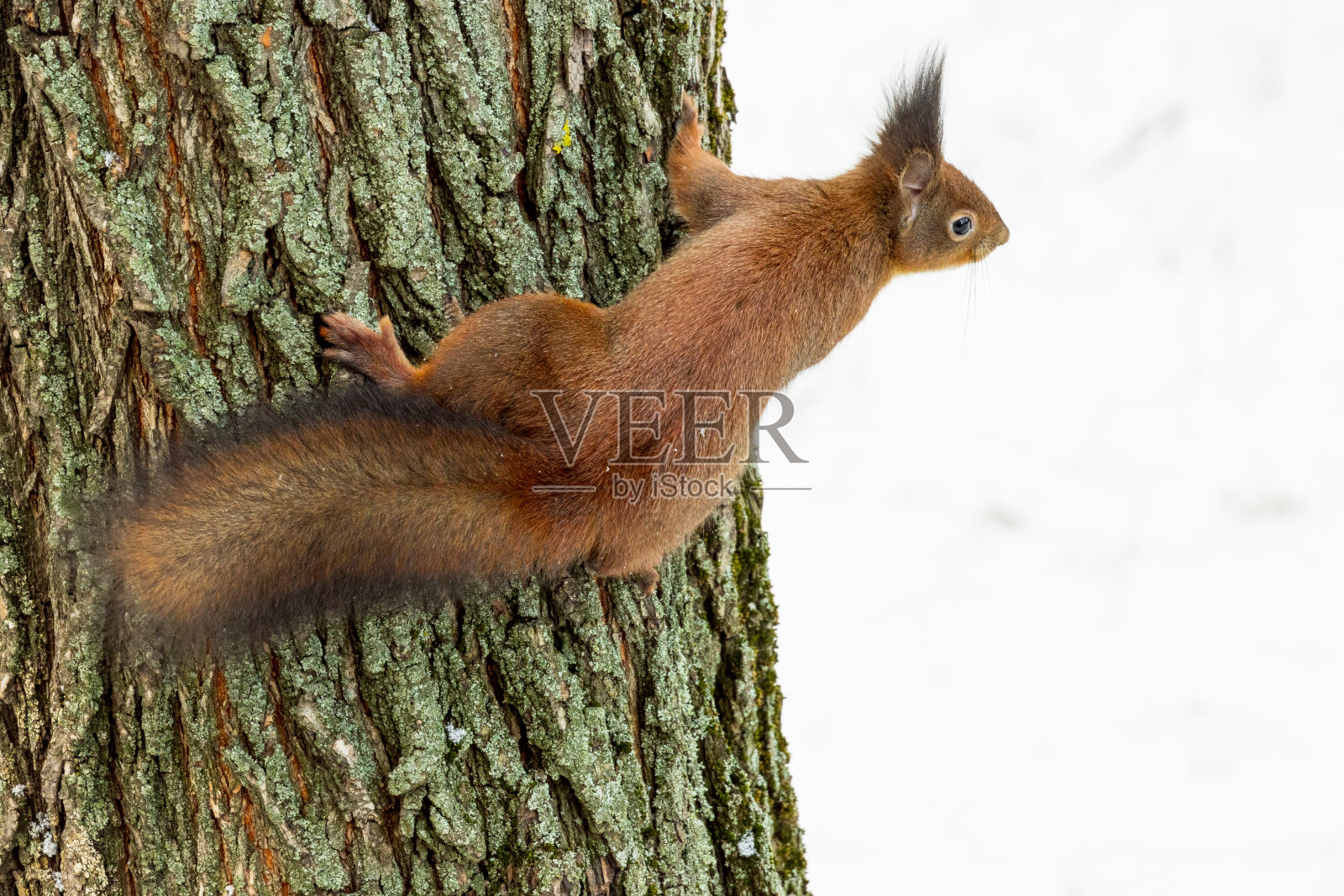 花园里的松鼠照片摄影图片