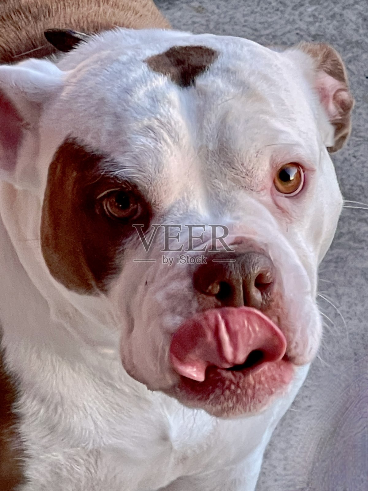 斗牛犬舔嘴唇照片摄影图片