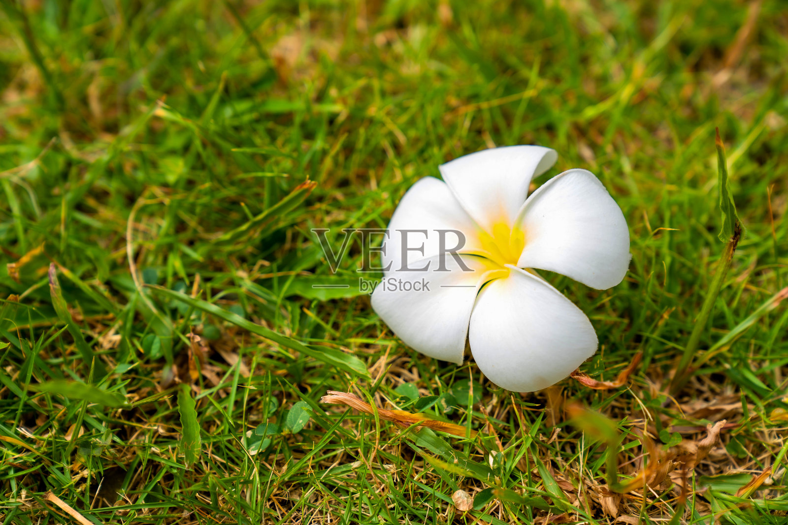 绿色的草地上开着白色和黄色的鸡蛋花。照片摄影图片