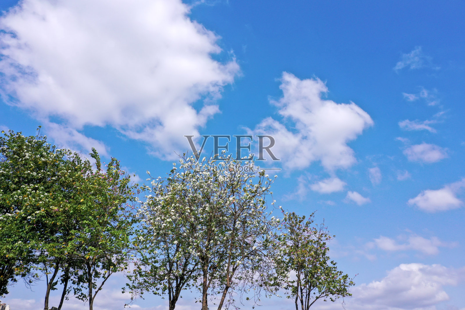 花草树木在阳光明媚的天气照片摄影图片