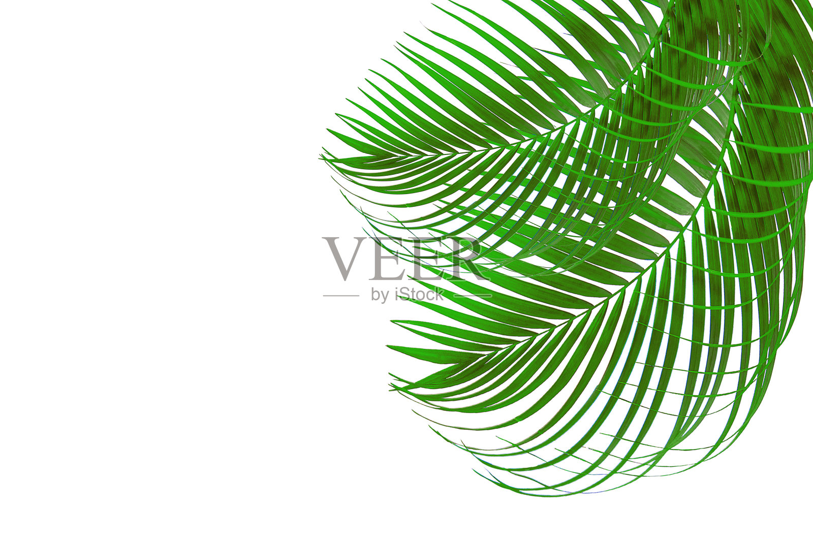纹理叶抽象绿色自然背景热带叶椰子叶孤立在白色背景照片摄影图片