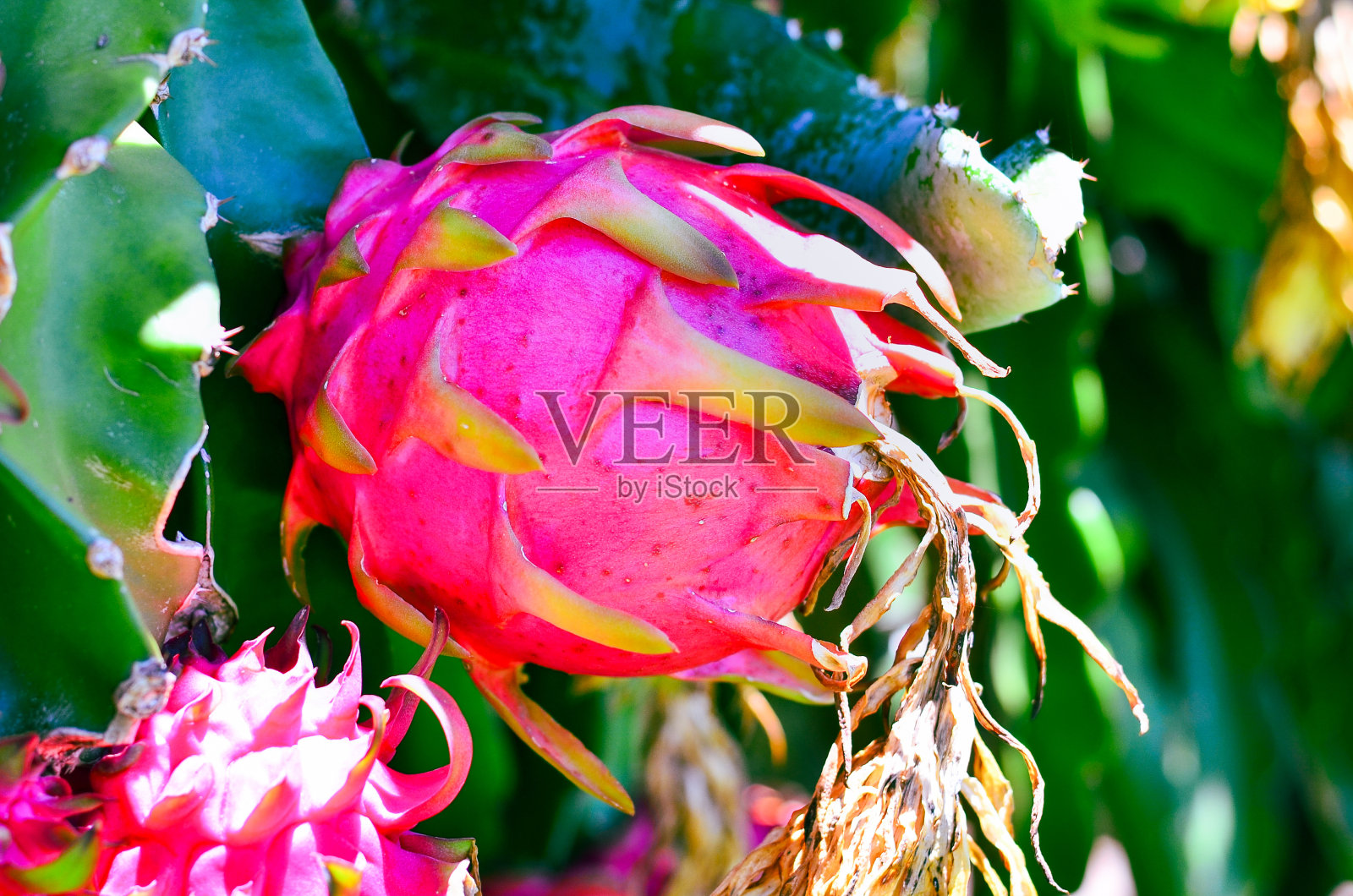 有机粉红火龙果种植照片摄影图片