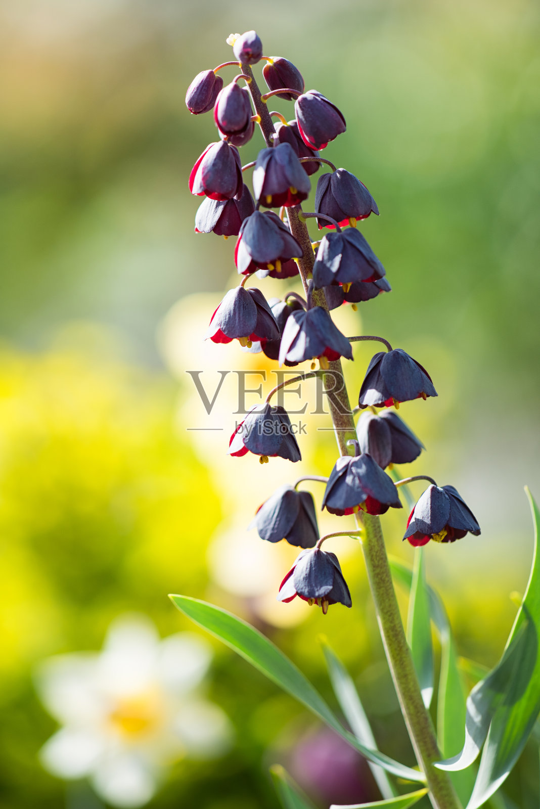 红色的钟形花照片摄影图片