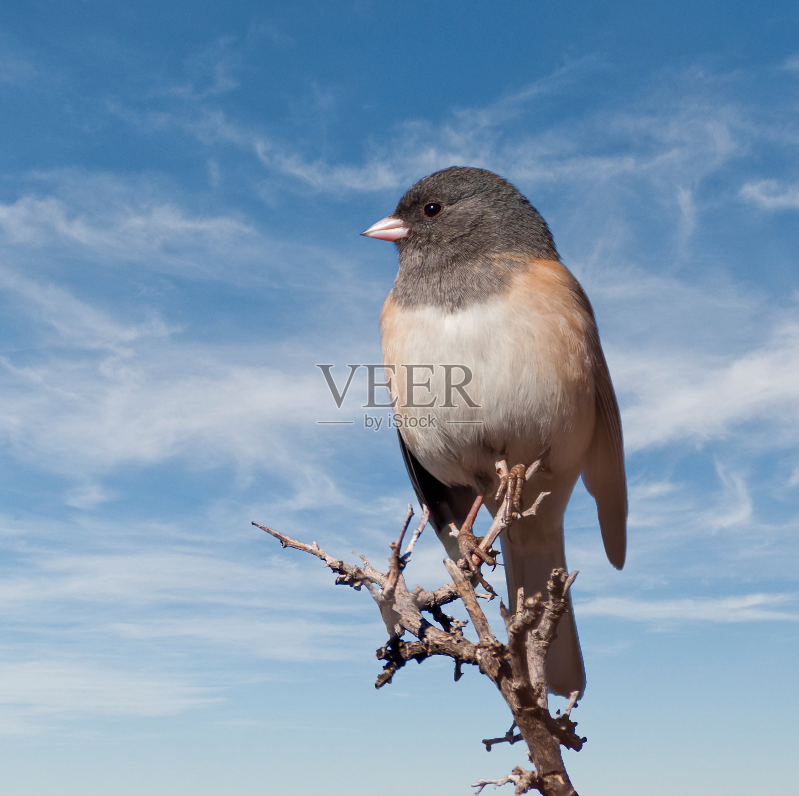 黑眼睛的灯芯草雀照片摄影图片