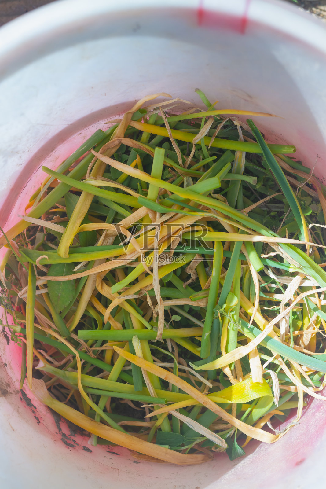 把发黄的洋葱叶撕掉,有病的洋葱羽毛用害虫洋葱蝇照片摄影图片