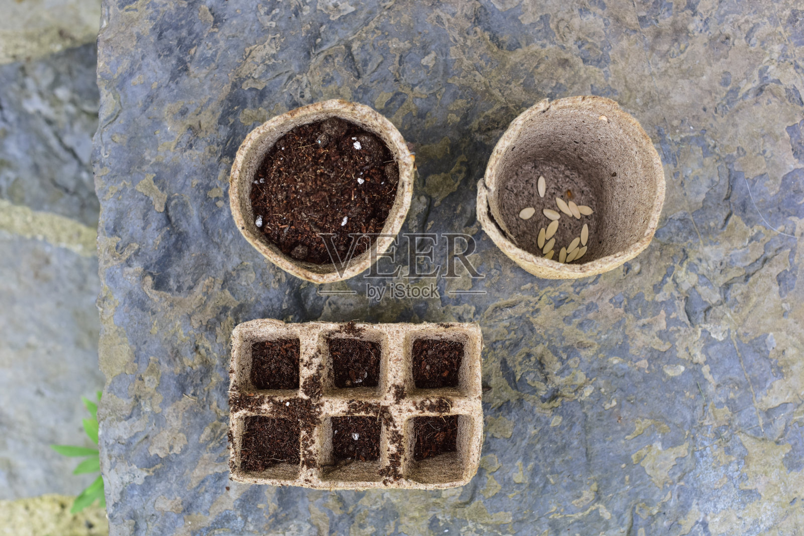 园艺蔬菜种子照片摄影图片