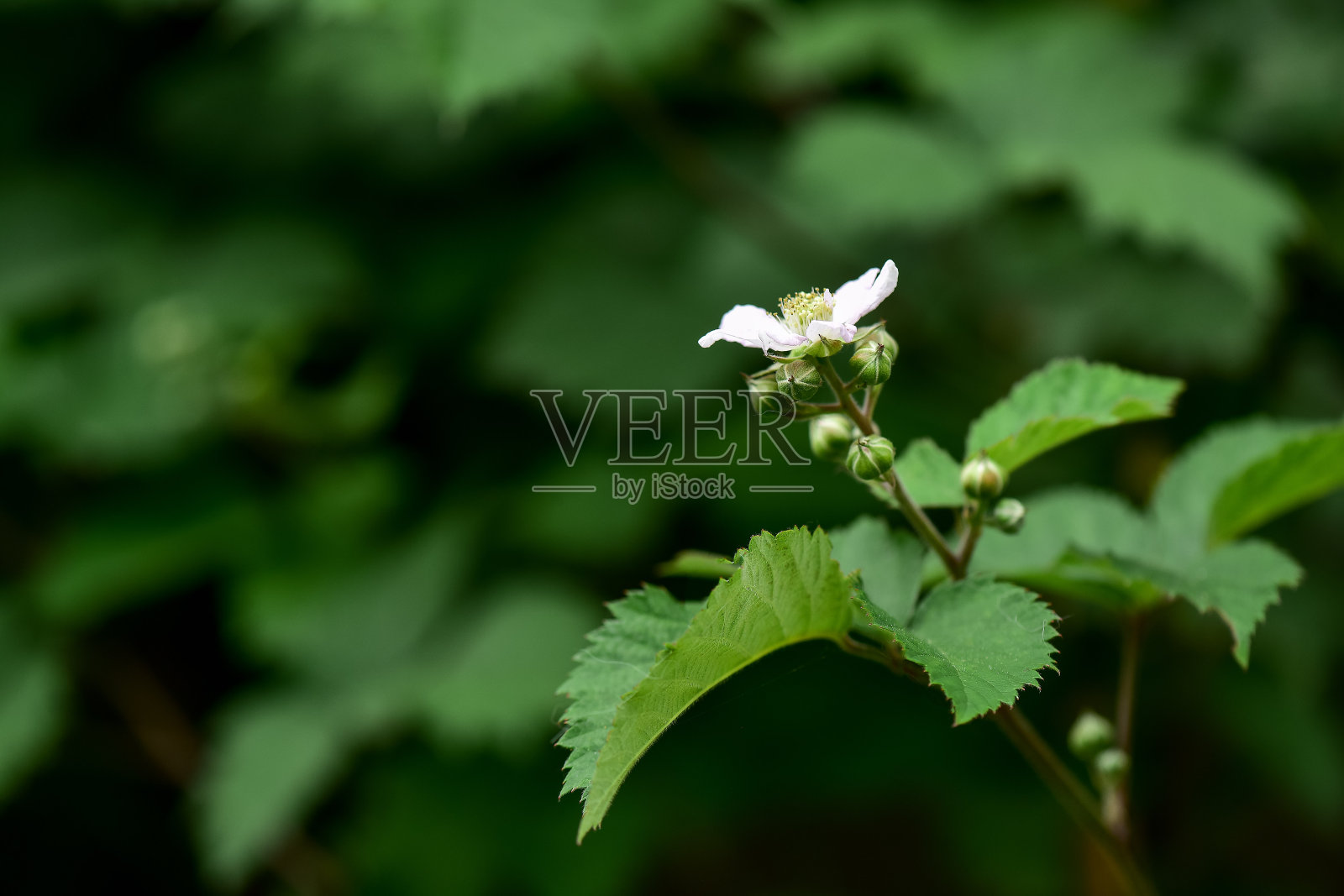 果树照片摄影图片